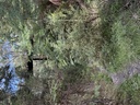 click me for full image