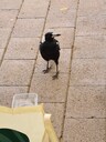 click me for full image