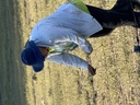 click me for full image