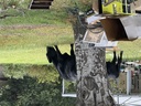 click me for full image