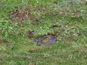 click me for full image