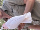 click me for full image